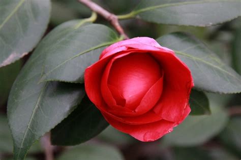 山茶花寓意|山茶花